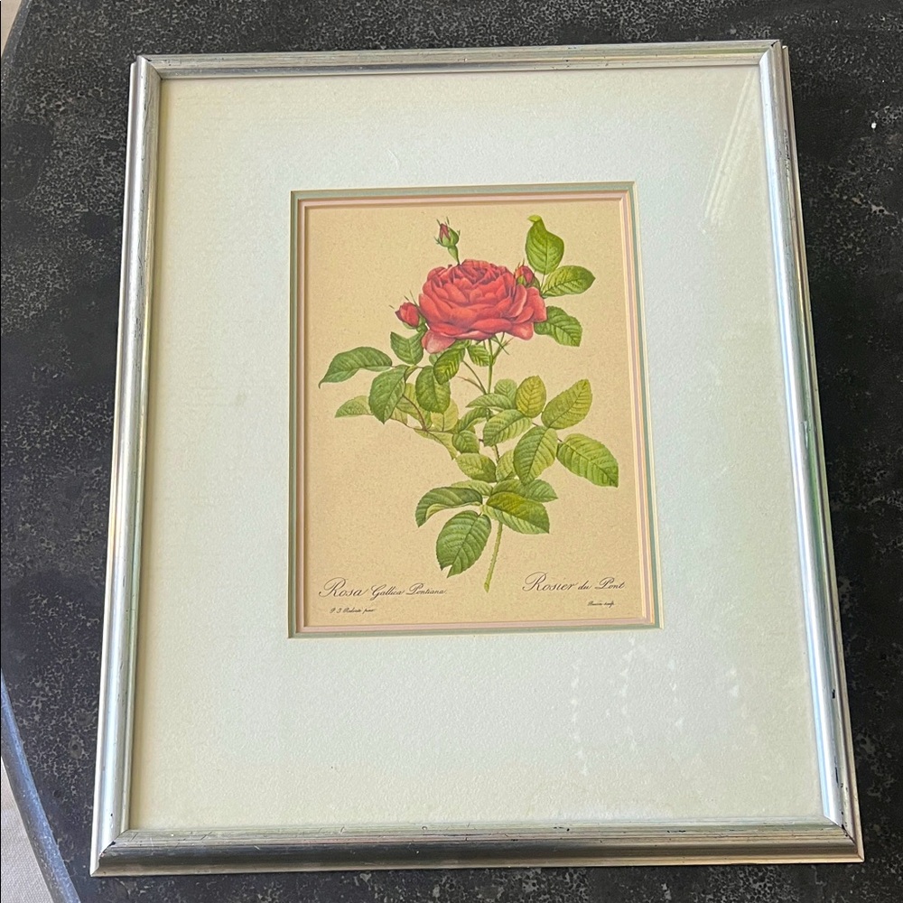 Rosa Gallica Pontiana 13" x 16" lithographic floral print silver frame